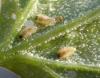 Cassida nebulosa